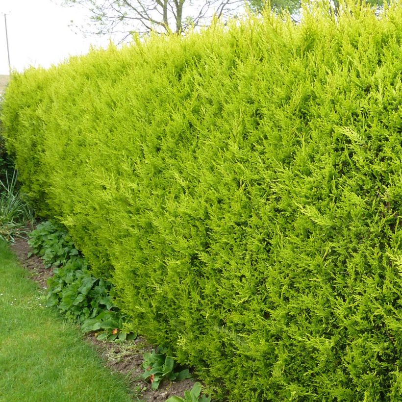 Cupressocyparis Castlewellan Gold - Leyland Cypress (Plant habit)