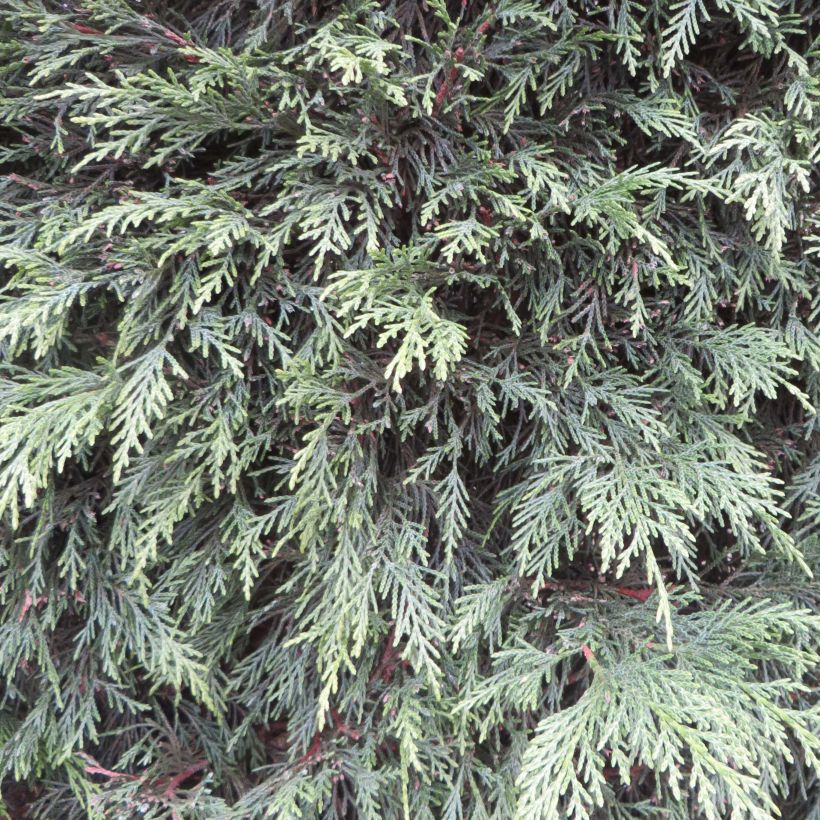 Cupressocyparis Leylandii 2001 - Leyland Cypress (Foliage)
