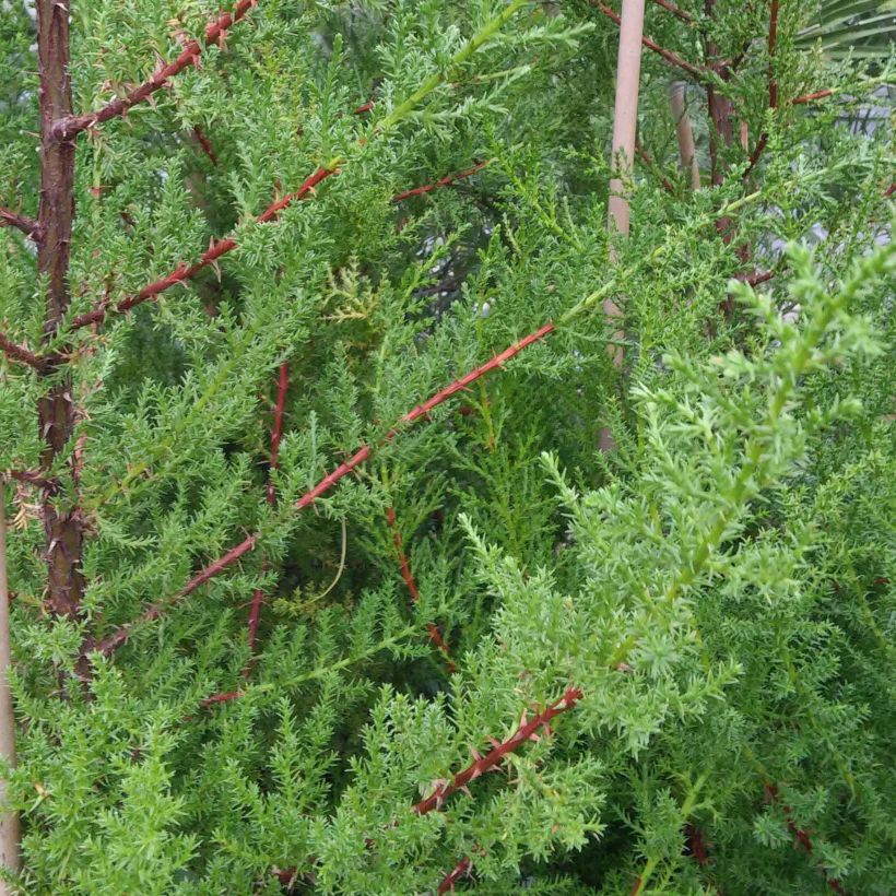 Cupressus macrocarpa (Foliage)
