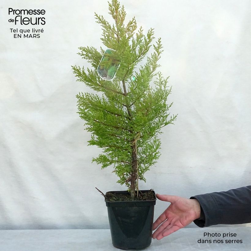 Cupressus macrocarpa Goldcrest - Cyprès de Lambert Pot de 4L sample as delivered in winter