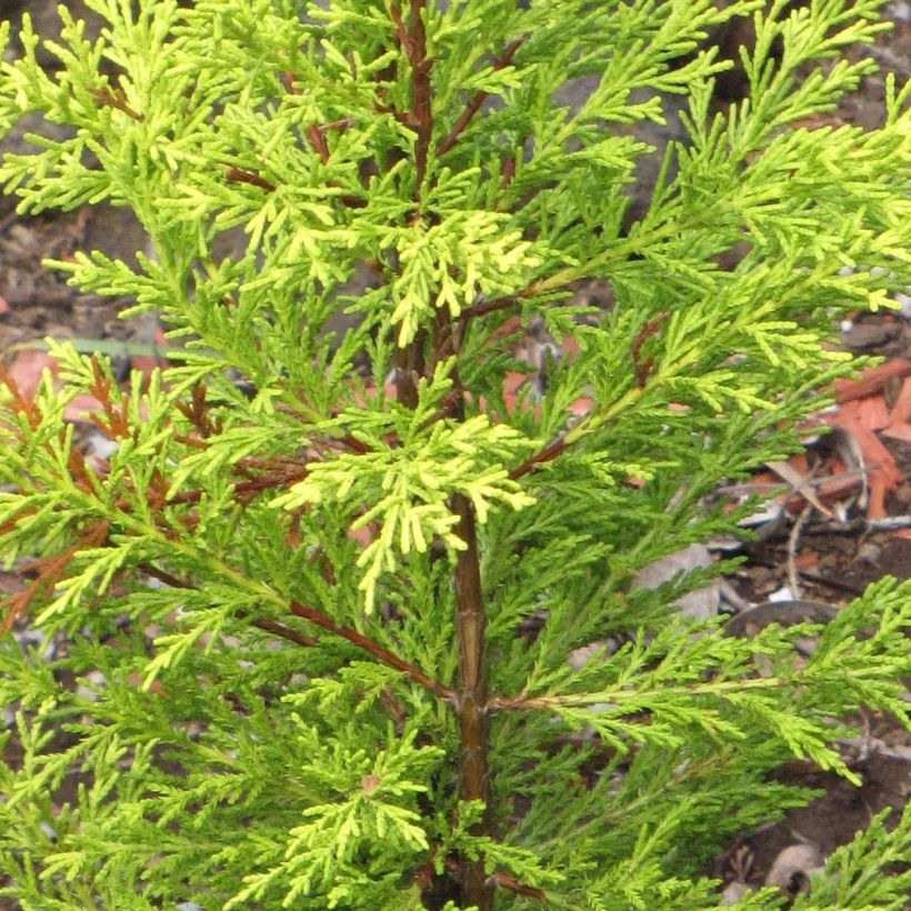 Monterey cypress Wilma - Cupressus macrocarpa (Foliage)