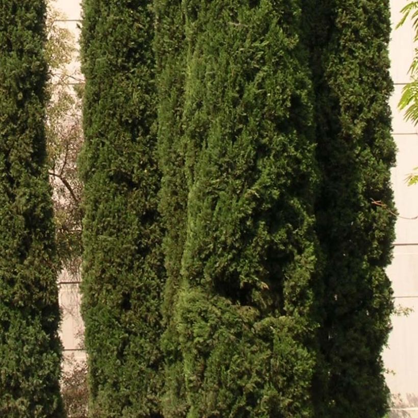 Cupressus sempervirens var. stricta (Foliage)