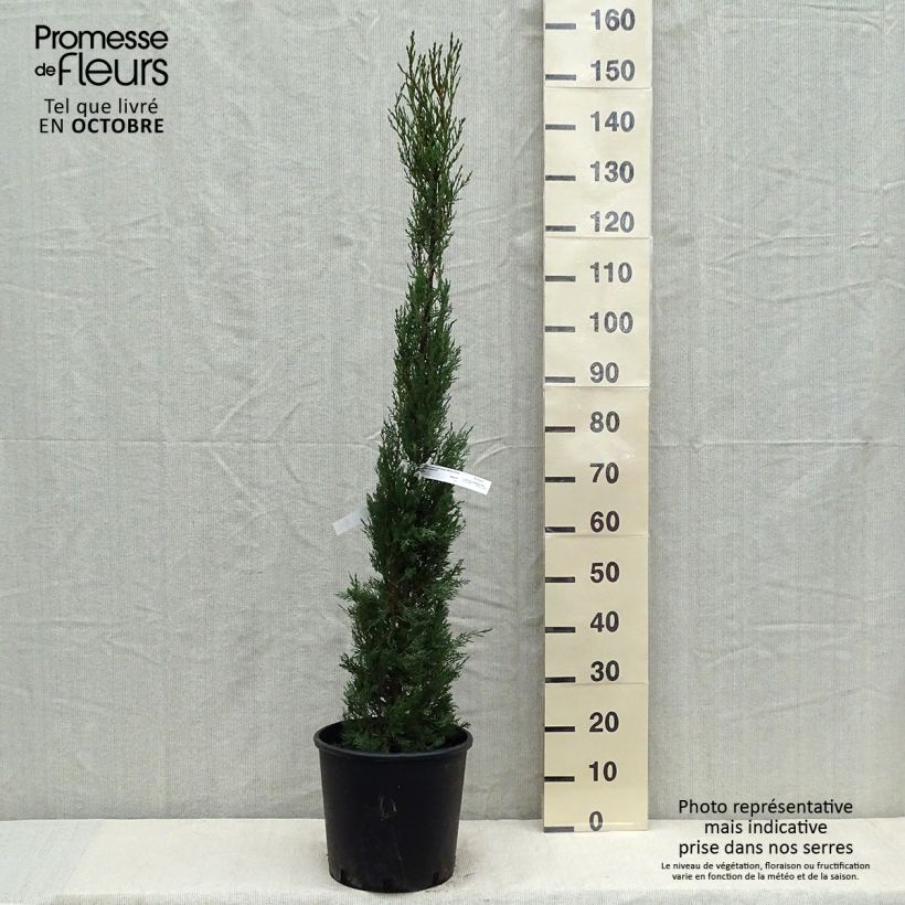 Cupressus sempervirens Stricta - Cyprès d'Italie Pot de 7,5L/10L sample as delivered in autumn