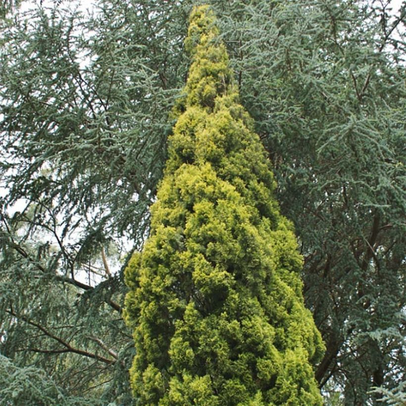 Cupressus sempervirens Swane's Gold (Foliage)