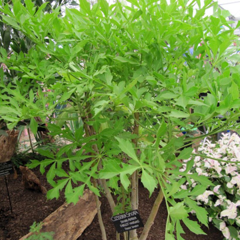 Cussonia spicata - Cabbage Tree (Plant habit)