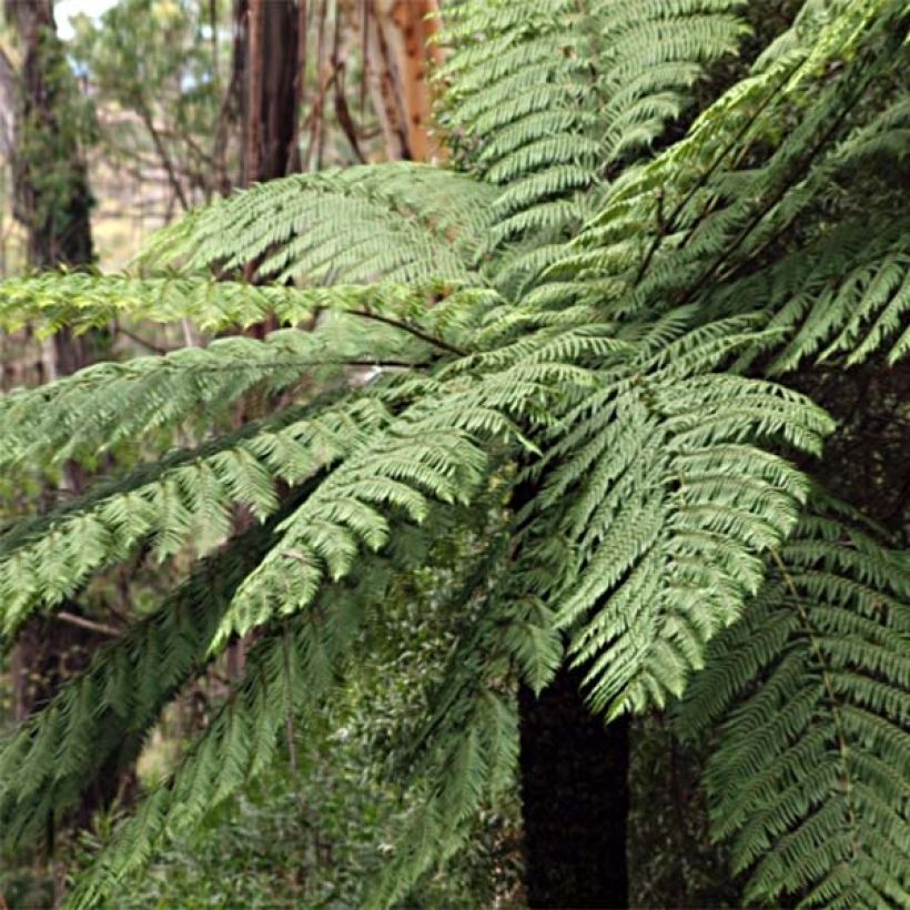 Cyathea cooperi - Australian Tree Fern (Plant habit)