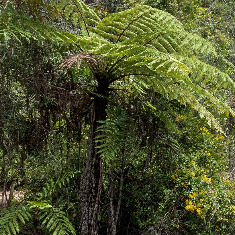 Cyathea lunulata - Tree fern (Plant habit)