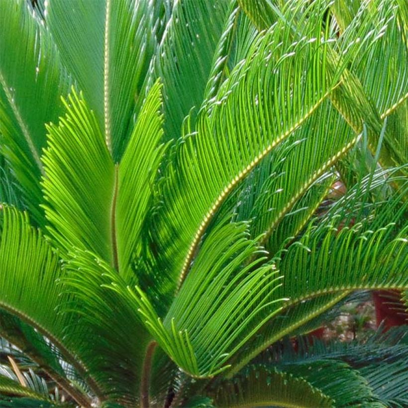 Cycas revoluta - Japanese Sago Palm (Foliage)