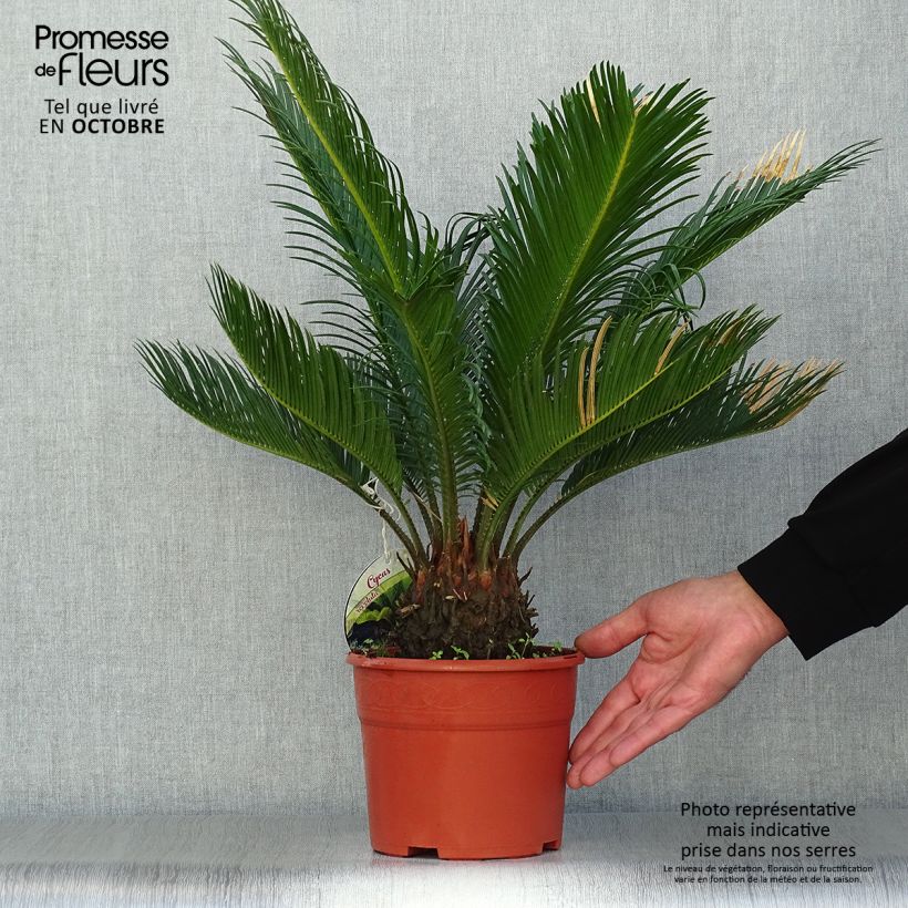 Cycas revoluta - Cycas du Japon pot de 3L/4L sample as delivered in autumn