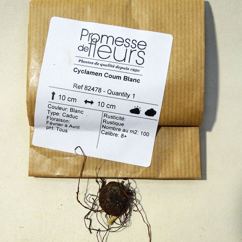 Example of Cyclamen coum Album Tuber specimen as delivered