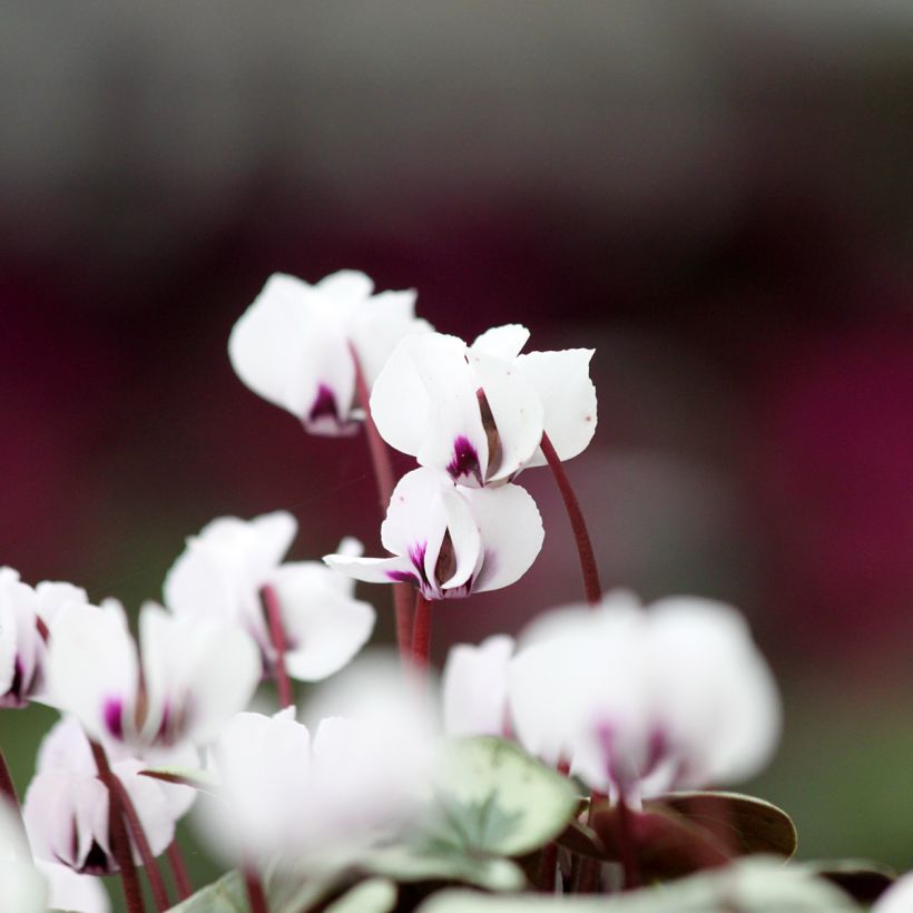 Cyclamen coum Christmas Tree White (Flowering)