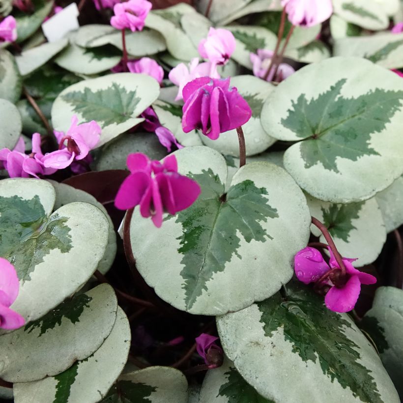 Cyclamen coum Christmas Tree Pink (Foliage)