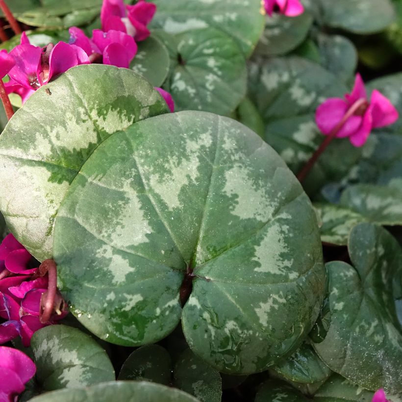 Cyclamen coum Meaden's Crimson - marbled foliage (Foliage)