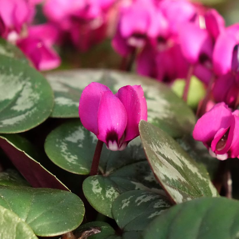 Cyclamen coum Meaden's Crimson - marbled foliage (Flowering)