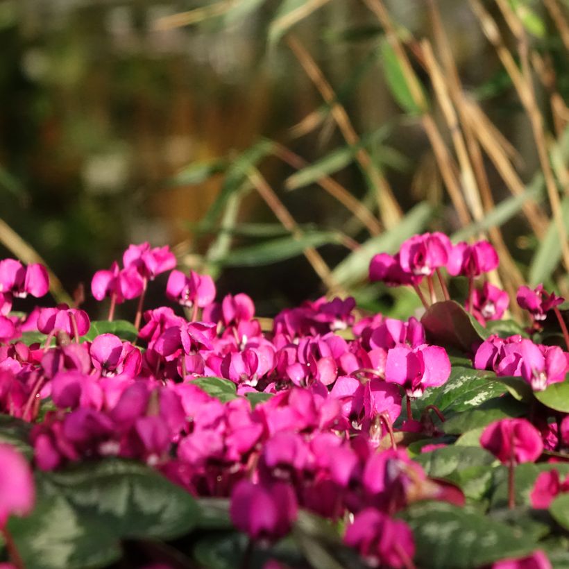 Cyclamen coum Meaden's Crimson - marbled foliage (Plant habit)