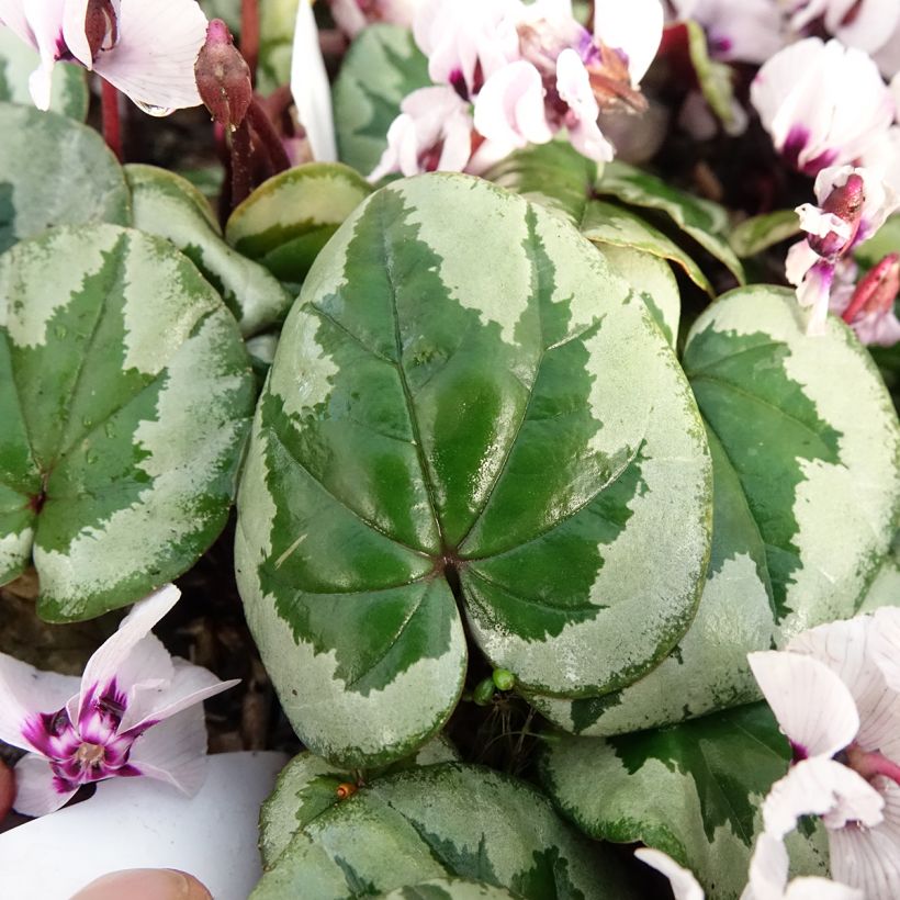 Cyclamen coum Porcelain (Foliage)