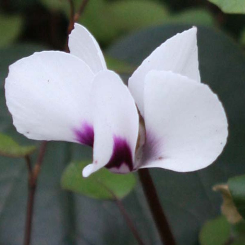 Cyclamen coum Album Tuber (Flowering)