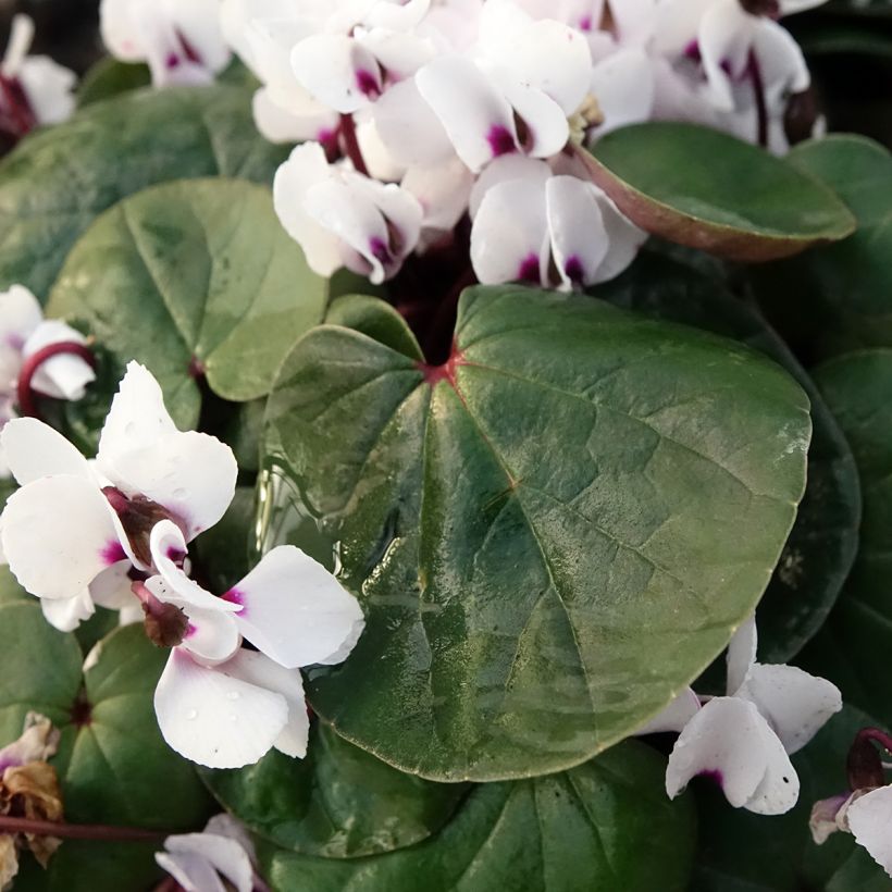 White-flowered Cyclamen Coum - Eastern sowbread (Foliage)