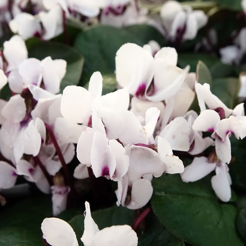 White-flowered Cyclamen Coum - Eastern sowbread (Flowering)