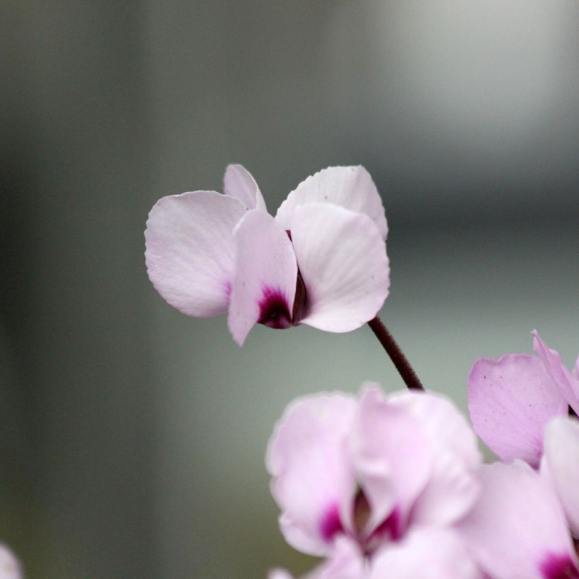 Pink-flowered Cyclamen coum with marbled foliage - Eastern sowbread (Flowering)