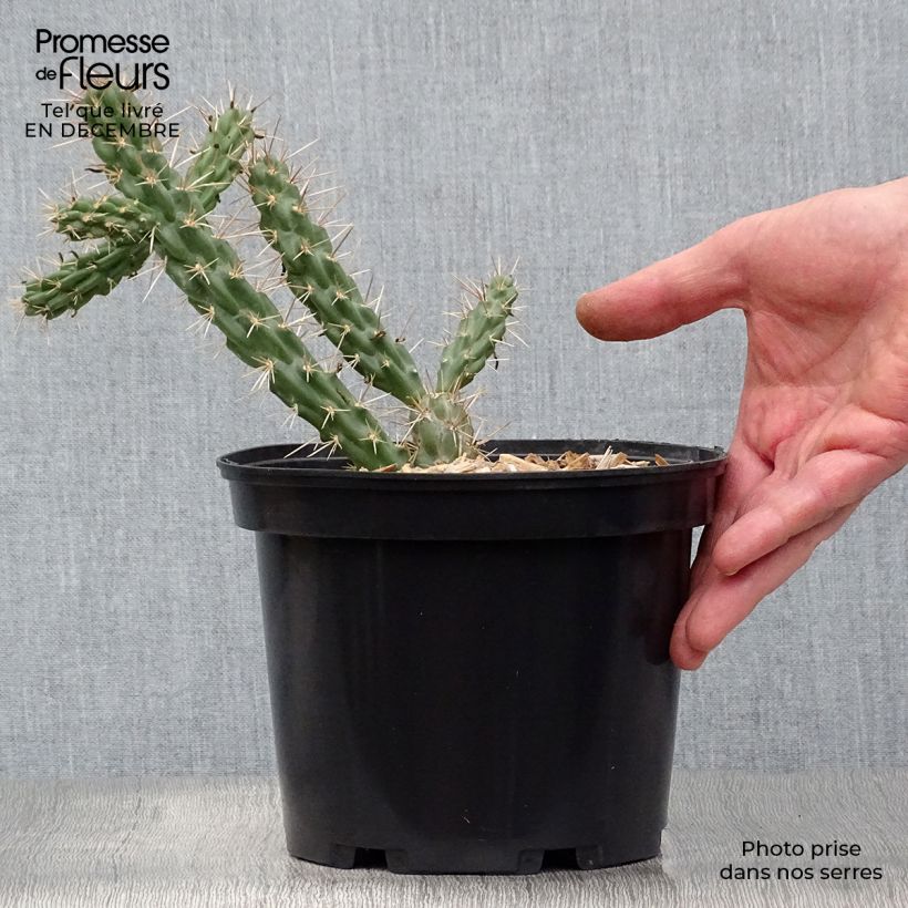 Cylindropuntia imbricata - Cactus rustique. Pot de 4L/5L sample as delivered in winter