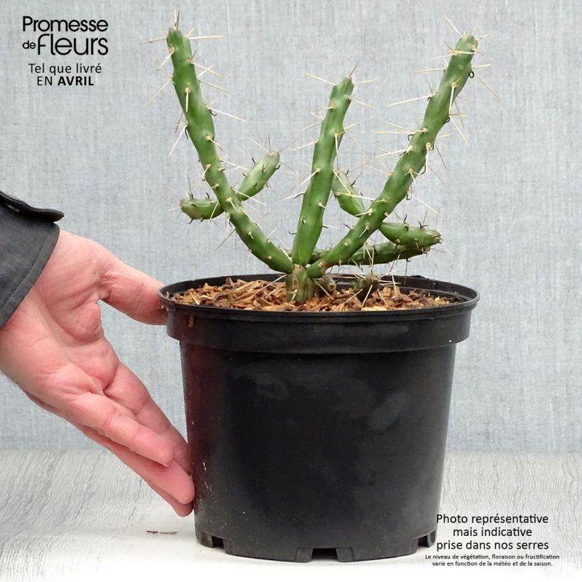 Cylindropuntia imbricata sample as delivered in spring