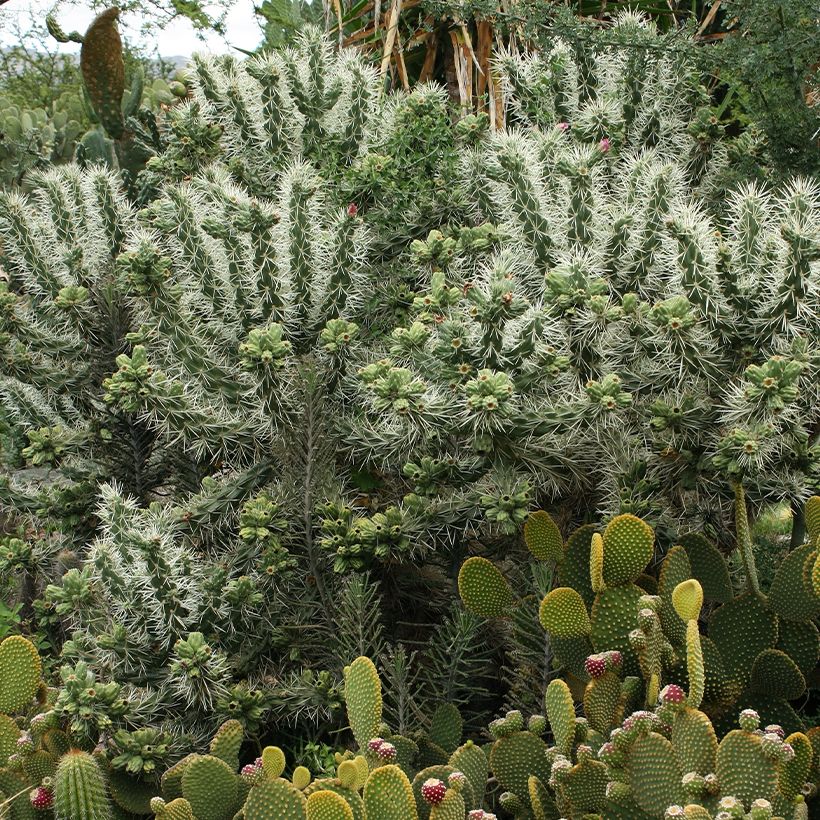 Cylindropuntia tunicata (Plant habit)