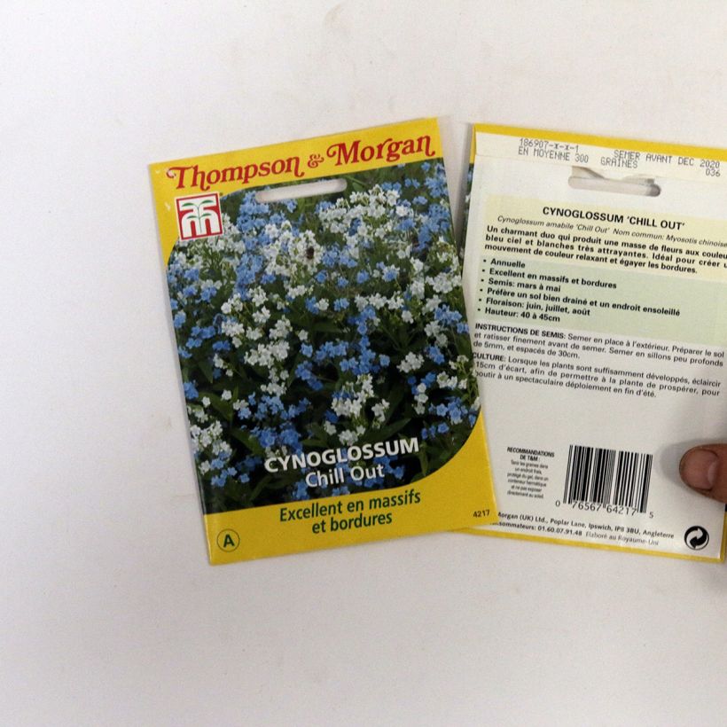 Example of Cynoglossum Chill Out Seeds - Chinese Forget-Me-Not specimen as delivered