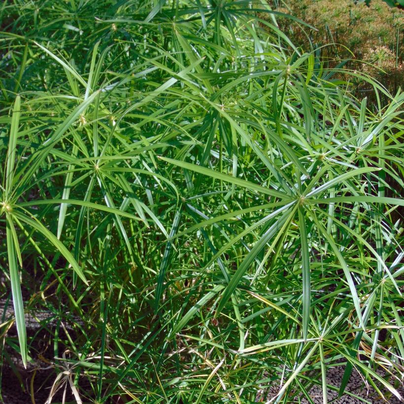 Cyperus alternifolius - Umbrella Papyrus (Foliage)