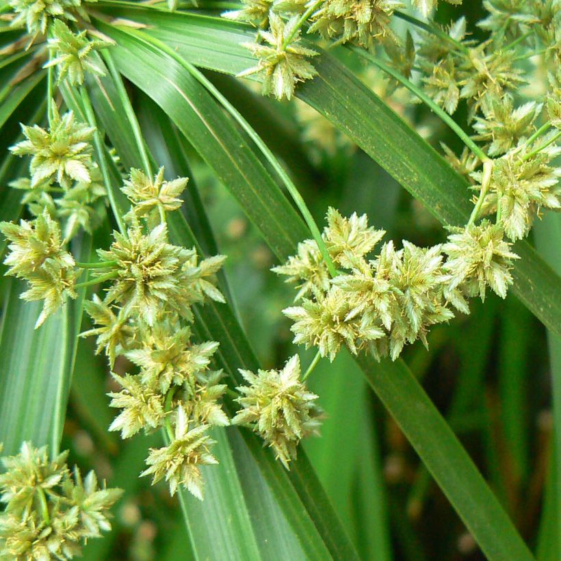 Cyperus alternifolius - Umbrella Papyrus (Flowering)