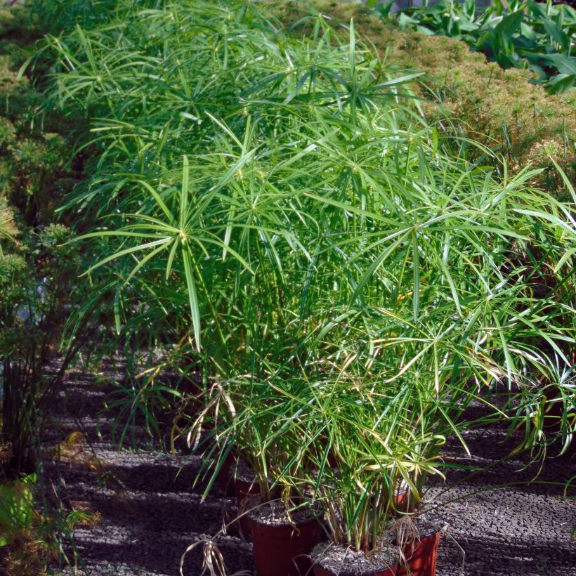 Cyperus alternifolius - Umbrella Papyrus (Plant habit)