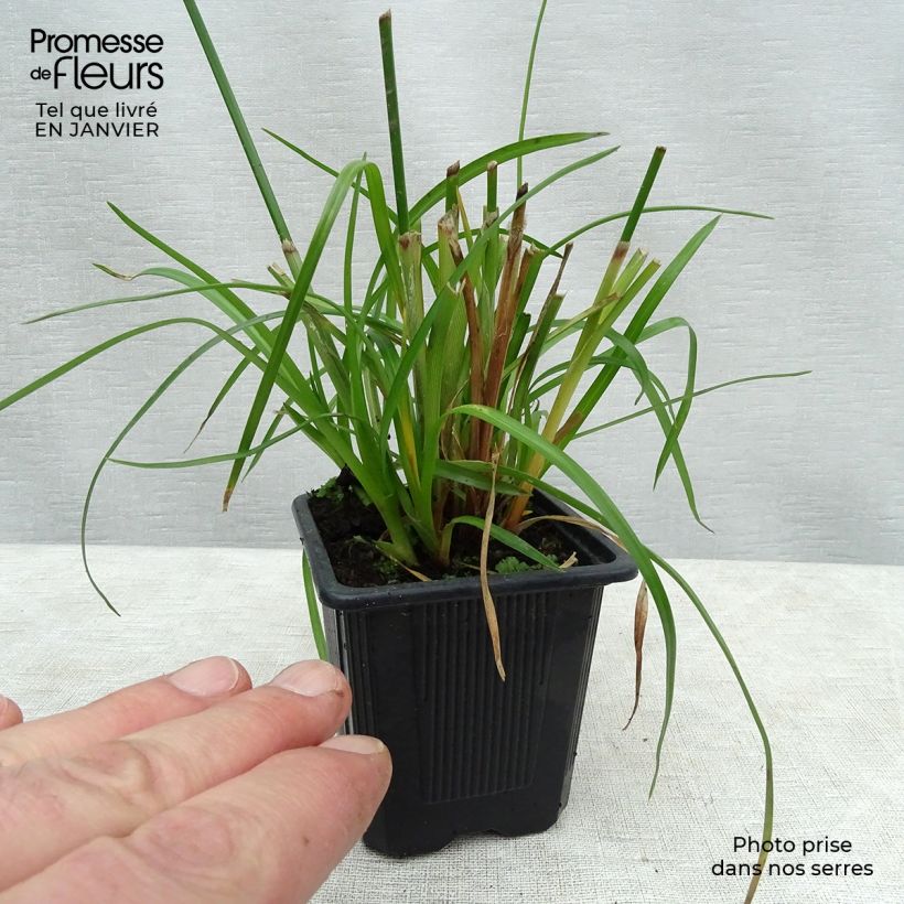 Cyperus alternifolius - Papyrus en godet de 9 cm sample as delivered in winter