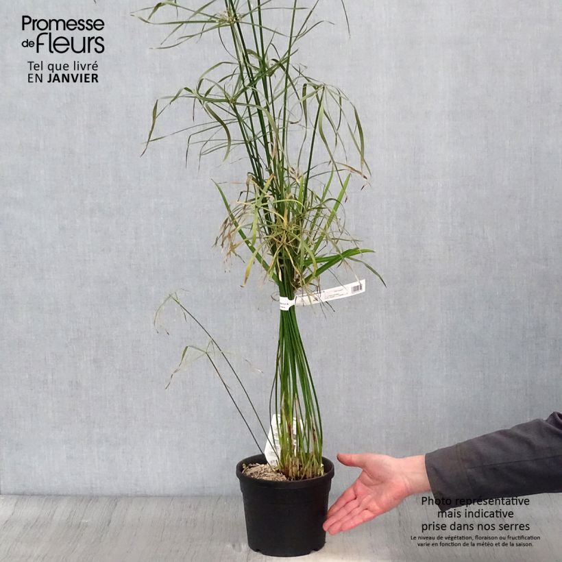 Cyperus alternifolius - Papyrus en pot de 2L/3L sample as delivered in winter