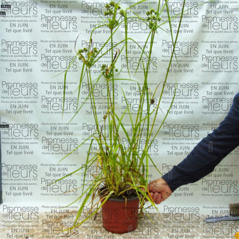 Example of Cyperus glaber specimen as delivered