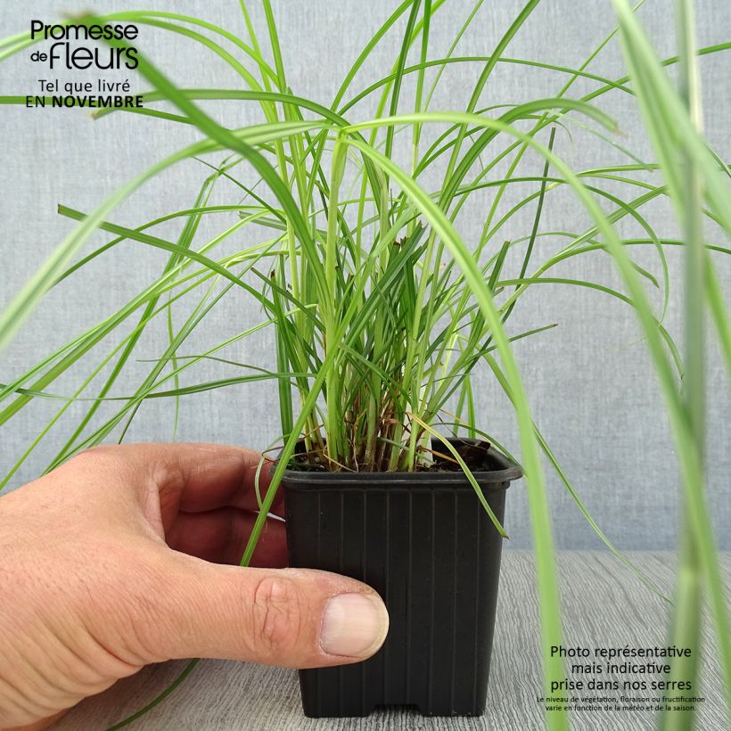 Cyperus longus - Souchet odorant Godet de 9cm sample as delivered in autumn