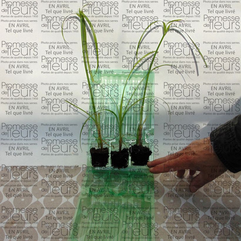 Example of Cyperus papyrus Akhenaton Plug plant 3/4cm specimen as delivered