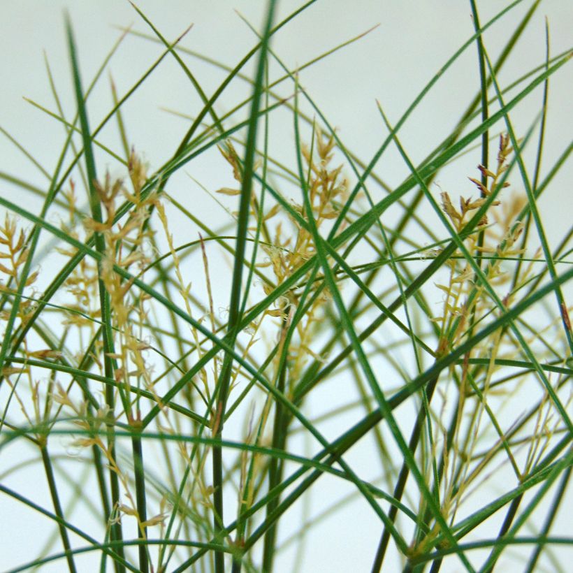 Cyperus papyrus - Papyrus (Flowering)