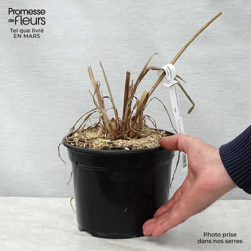 Cyperus papyrus - Papyrus sample as delivered in spring