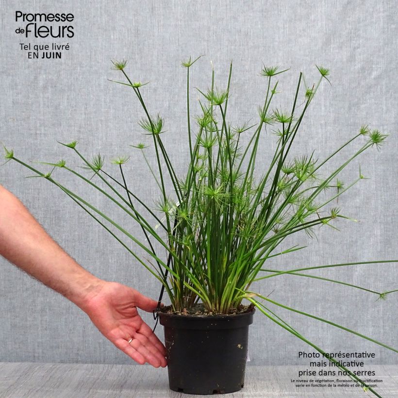 Cyperus prolifer 3L/4L pot sample as delivered in summer