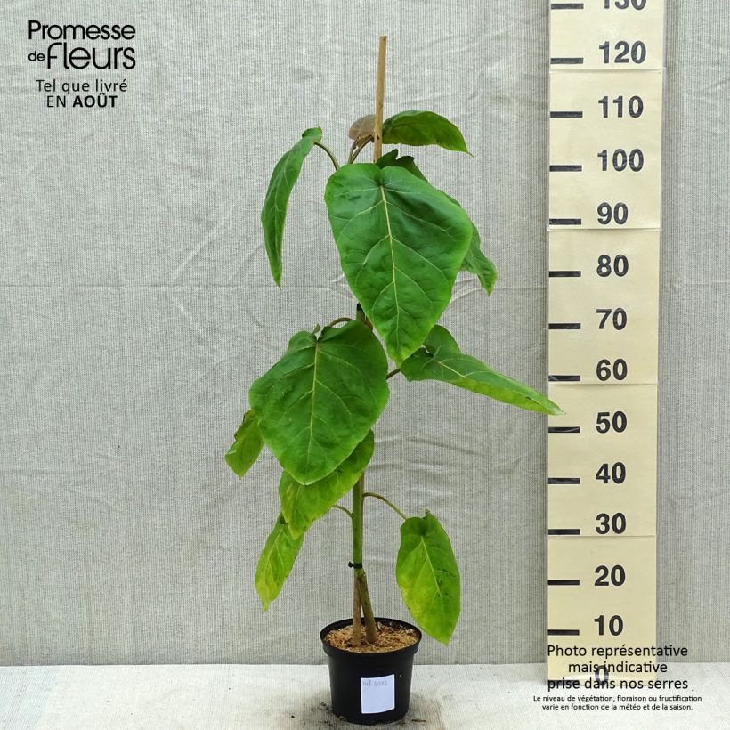 Cyphomandra betacea Red - Tamarillo 3L/4L pot sample as delivered in summer