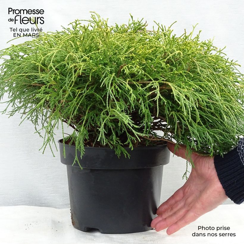 Chamaecyparis pisifera Sungold - Sawara Cypress sample as delivered in spring