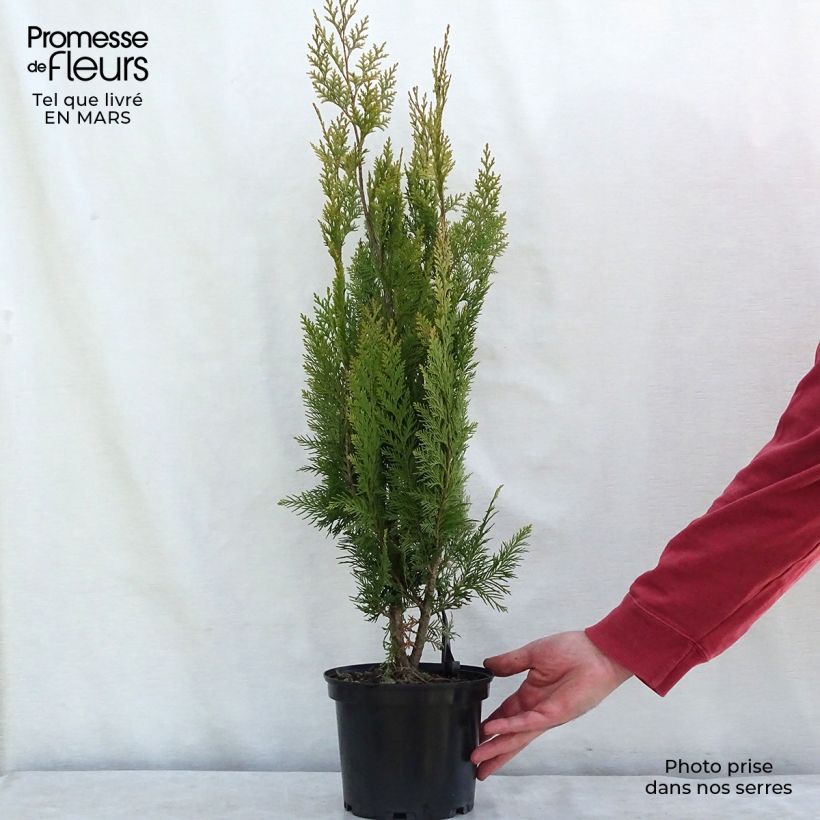 Chamaecyparis lawsoniana Alumigold - Lawson Cypress sample as delivered in spring