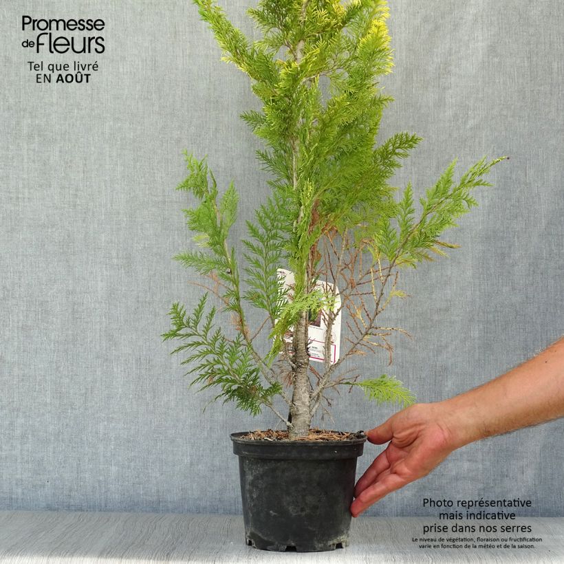 Chamaecyparis lawsoniana Ivonne - Lawsons Cypress 2L/3L potShipped height around 10/20cm sample as delivered in summer