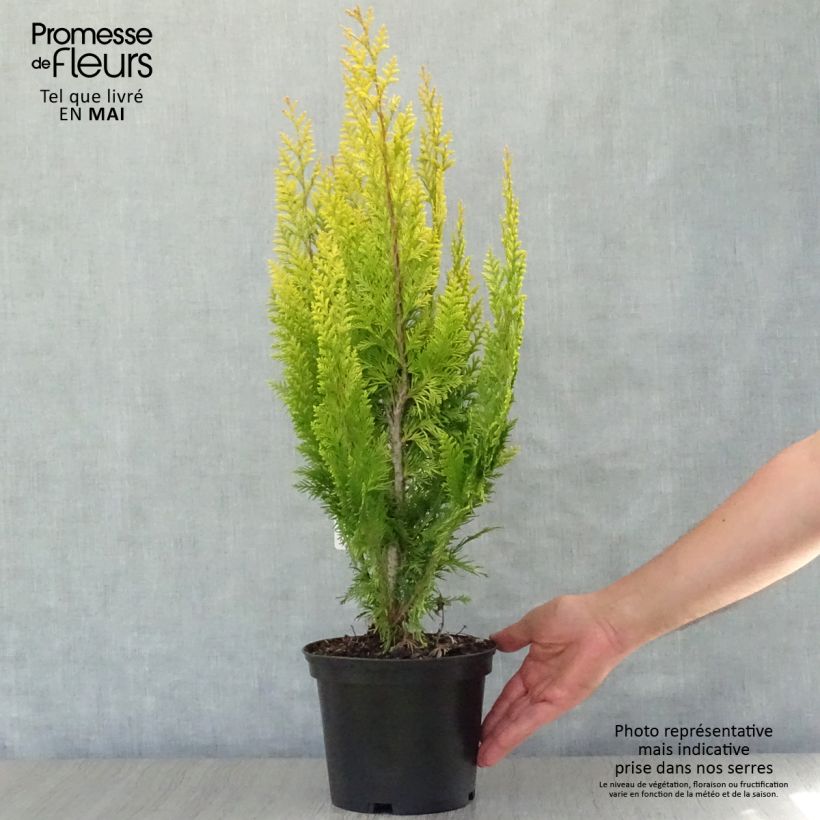 Chamaecyparis lawsoniana Ivonne - Lawsons Cypress 2L/3L potShipped height around 10/20cm sample as delivered in spring