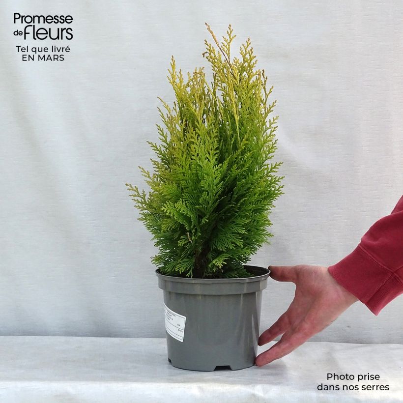 Cyprès de Lawson - Chamaecyparis lawsoniana Stardust en pot de 2L/3L sample as delivered in winter