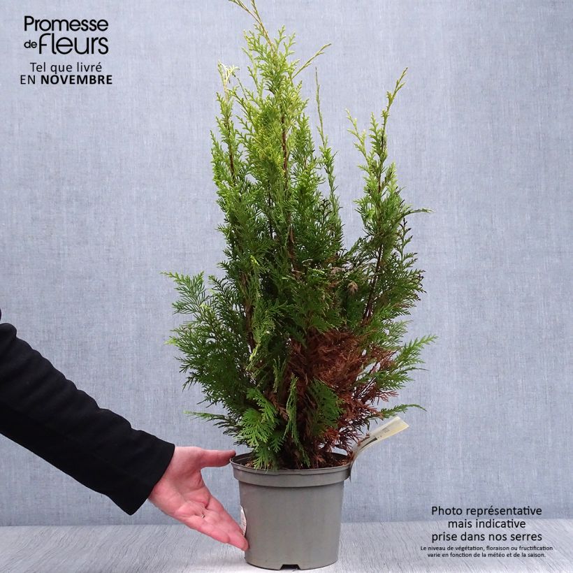 Cyprès de Lawson - Chamaecyparis lawsoniana Stardust en pot de 2L/3L sample as delivered in autumn