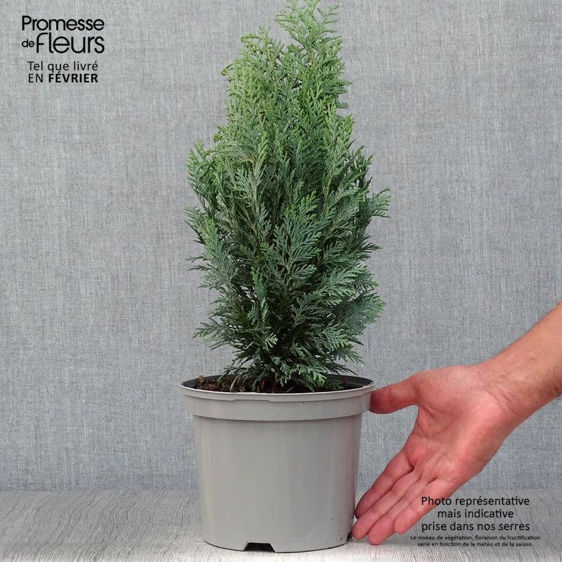 Cyprès de Lawson - Chamaecyparis lawsoniana White Spot Pot de 2L/3L sample as delivered in autumn