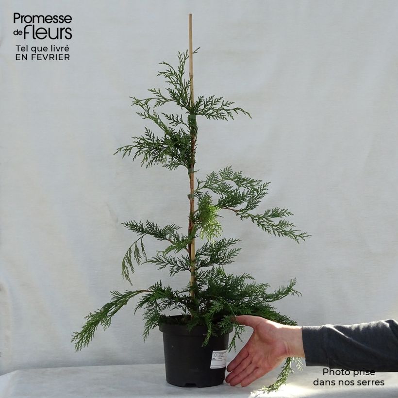 Cyprès de Leyland - Cupressocyparis leylandii en pot de 3L sample as delivered in winter