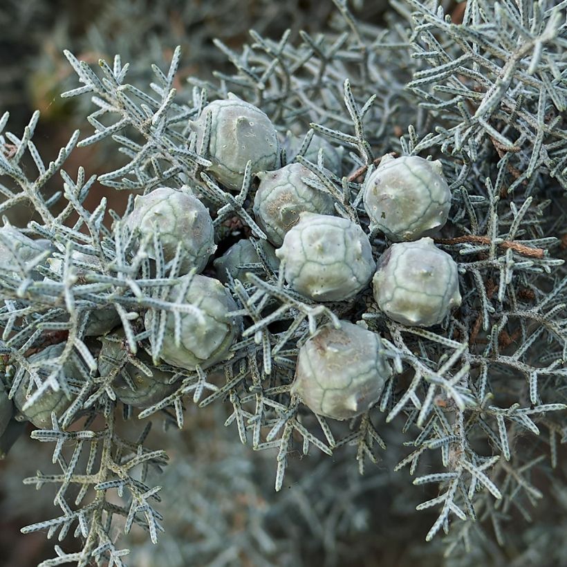 Cupressus arizonica Fastigiata (Harvest)