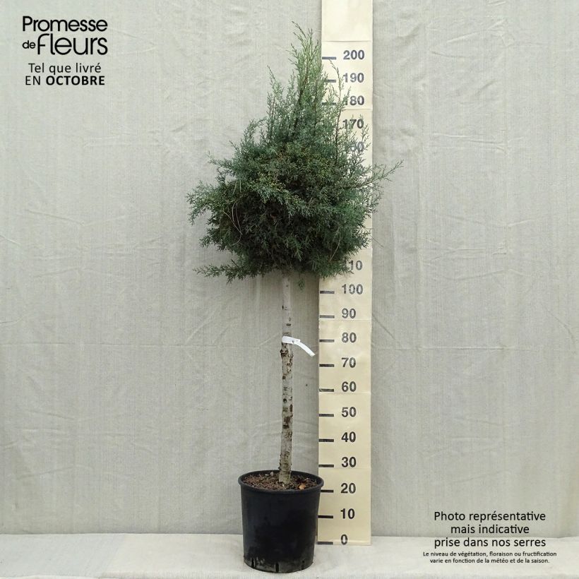 Cyprès de l'Arizona Fastigiata - Cupressus arizonica Pot de 18L/20L sample as delivered in autumn